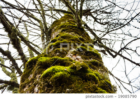 Old tree with moss on the bark Old tree with moss on the bark 19085790