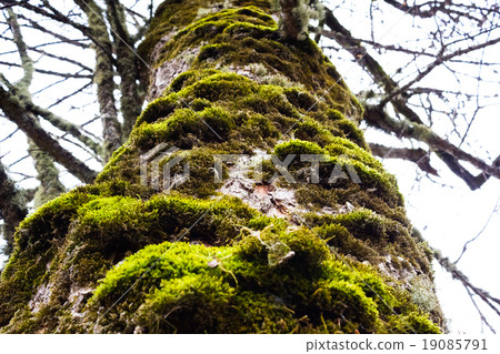 Old tree with moss on the bark 19085791