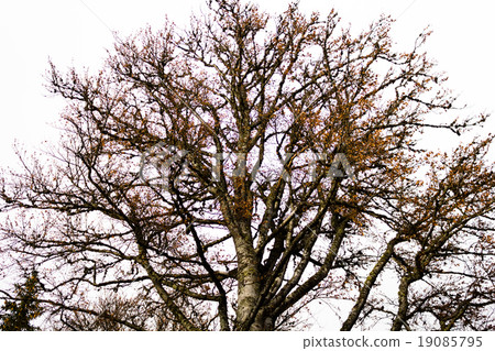 The old big tree on gray sky background The old big tree on gray sky background 19085795