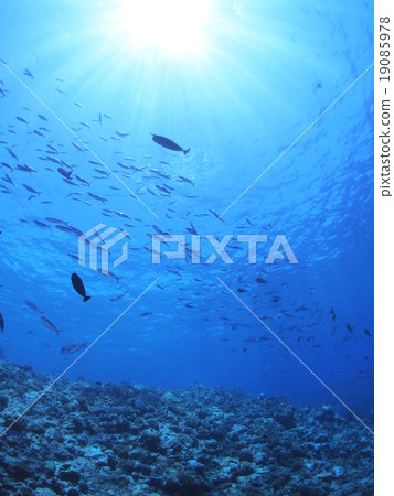 The horde of Kumazasa Hanamuro who jumps over the sea in Palau and sunshine injected 19085978