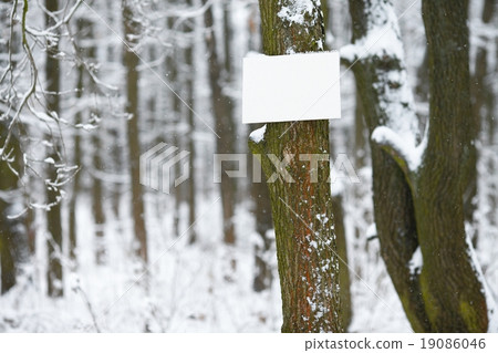 Winter forest, empty sign Winter forest, empty sign 19086046