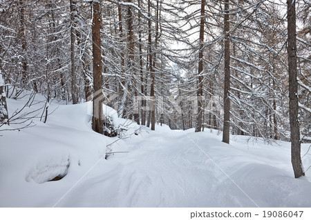 Winter Path with Snow 19086047