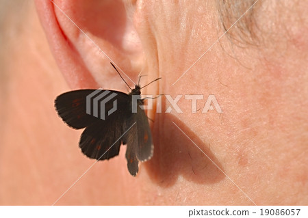 Butterfly on skin 19086057