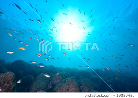 Fish shadows Fish shadows 19086483