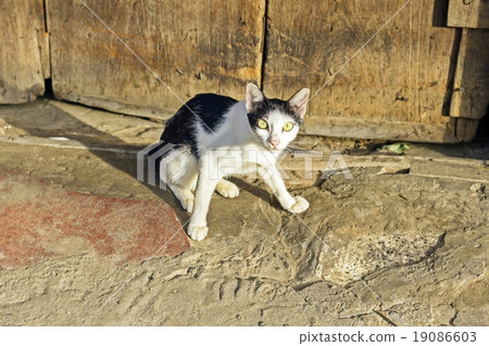 Black & white alley cat staring wary at rim road 19086603
