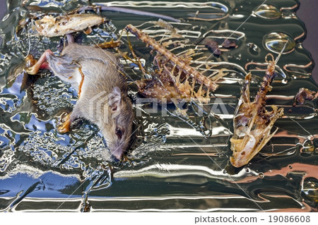 The rat in glue on mousetrap - Disease vectors The rat in glue on mousetrap - Disease vectors 19086608