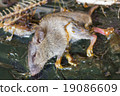 The rat in glue on mousetrap - Disease vectors 19086609