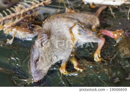 The rat in glue on mousetrap - Disease vectors 19086609