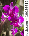 Beautiful orchid Pink-orchid flower border design 19086612