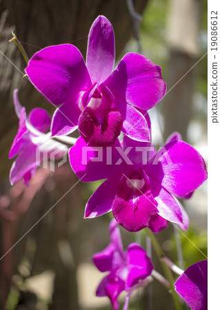 Beautiful orchid Pink-orchid flower border design Beautiful orchid Pink-orchid flower border design 19086612