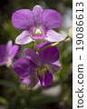 Beautiful orchid Pink-orchid flower border design 19086613