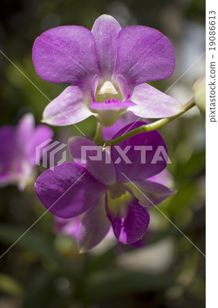 Beautiful orchid Pink-orchid flower border design Beautiful orchid Pink-orchid flower border design 19086613