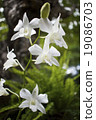 white orchid flowers and bokeh 19086703