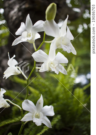 white orchid flowers and bokeh white orchid flowers and bokeh 19086703