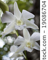 white orchid flowers and bokeh 19086704