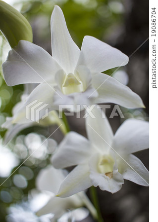 white orchid flowers and bokeh white orchid flowers and bokeh 19086704