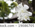 white orchid flowers and bokeh 19086705