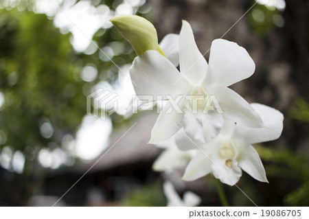 white orchid flowers and bokeh white orchid flowers and bokeh 19086705