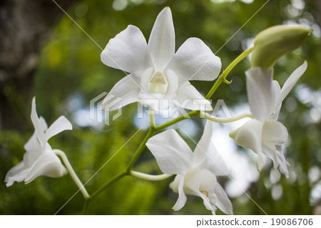 white orchid flowers and bokeh white orchid flowers and bokeh 19086706