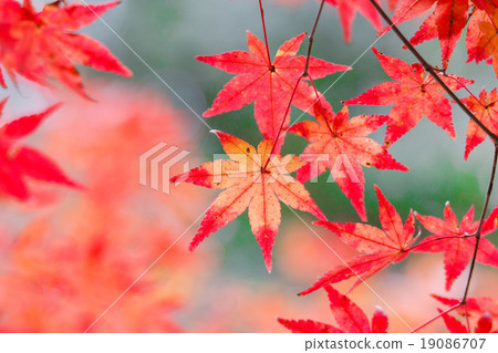 秋天的樹葉 秋天的樹葉 19086707