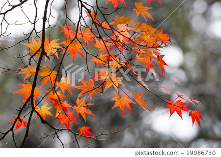 秋天的樹葉 秋天的樹葉 19086730