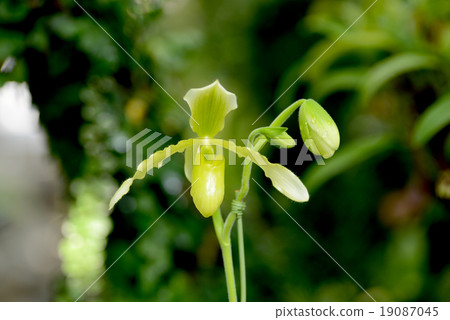 兜蘭晴朗的白色 19087045