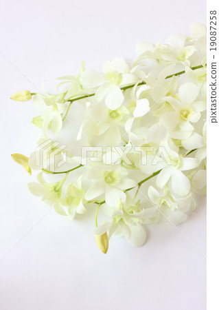 Denfare(珍珠白)(垂直部分) Denfare(珍珠白)(垂直部分) 19087258