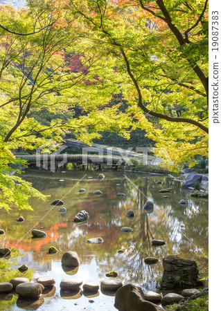 楓葉離開了紅葉 19087383