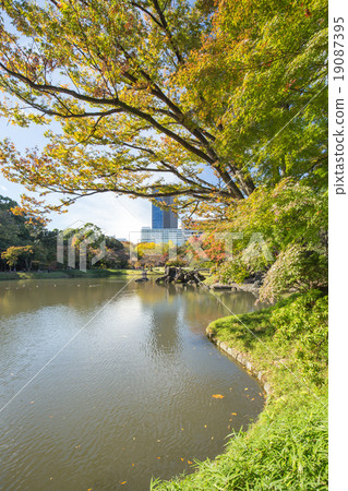 Seasonal scenery of trees about to change color 19087395