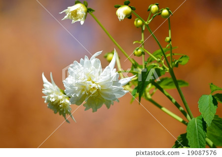 達利亞皇帝 達利亞皇帝 19087576