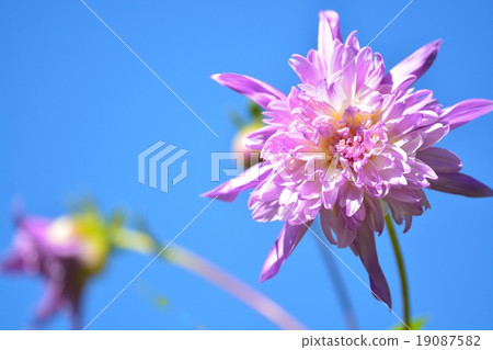 達利亞皇帝 達利亞皇帝 19087582