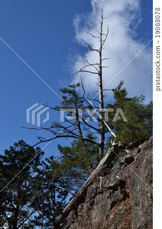 Turning generations of trees Turning generations of trees 19088078