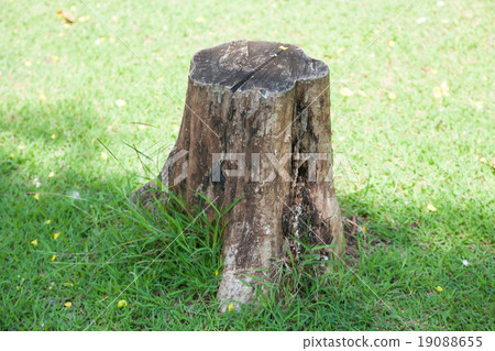 Stump Stump 19088655