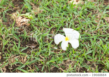 White Flower White Flower 19088664