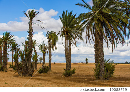 Palm trees in the ground around Marrakesh 19088759