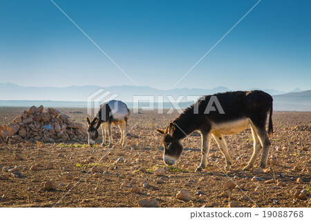 Donkeys in a field in Morocco 19088768