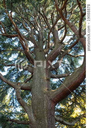 Himalayan cedar trees 19088878