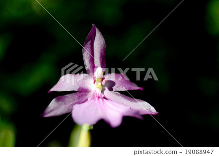 Pansy Orchid 19088947