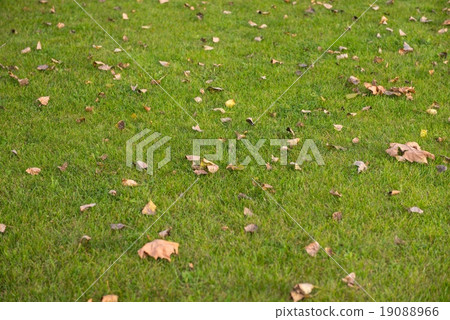 Green lawn at the park 19088966