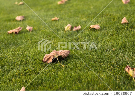 Green lawn at the park 19088967