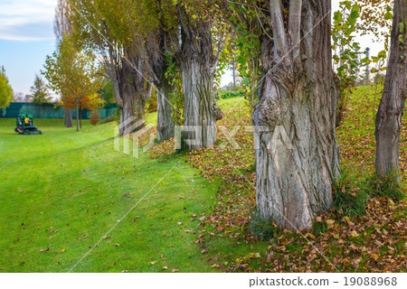 Green lawn and trees at the park 19088968
