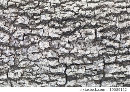 Cracks of the bark 19089112