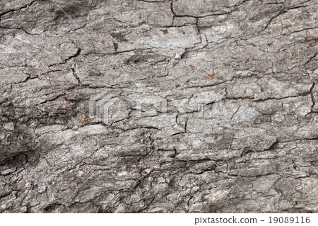 Cracks of the bark 19089116
