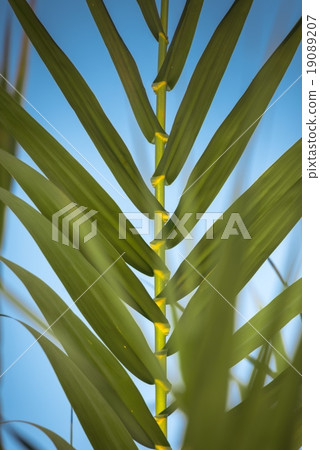 Fresh green plants outdoors Fresh green plants outdoors 19089207