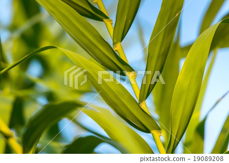 Fresh green plants outdoors  19089208