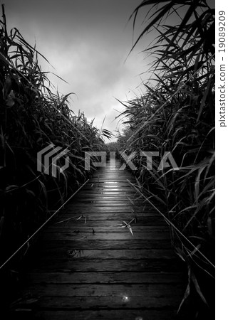 Wooden path trough the reed 19089209
