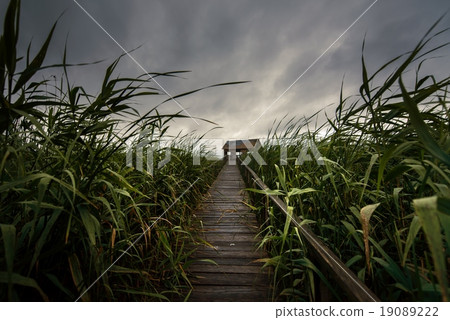 Wooden path trough the reed 19089222