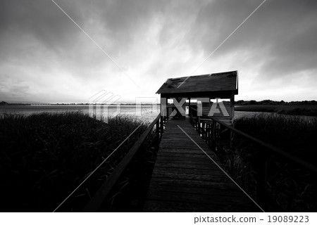 Wooden path trough the reed 19089223