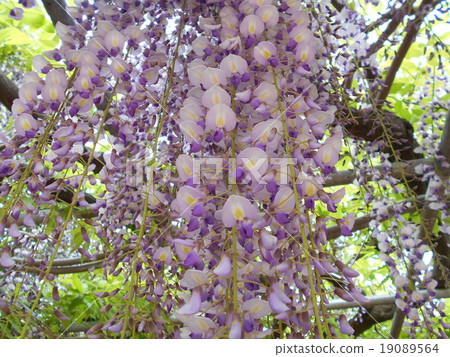 Wistaria of beautiful appearance 19089564