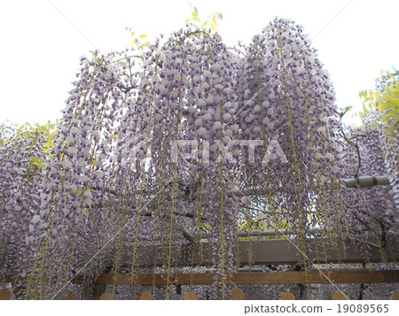 A wonderful wisteria A wonderful wisteria 19089565